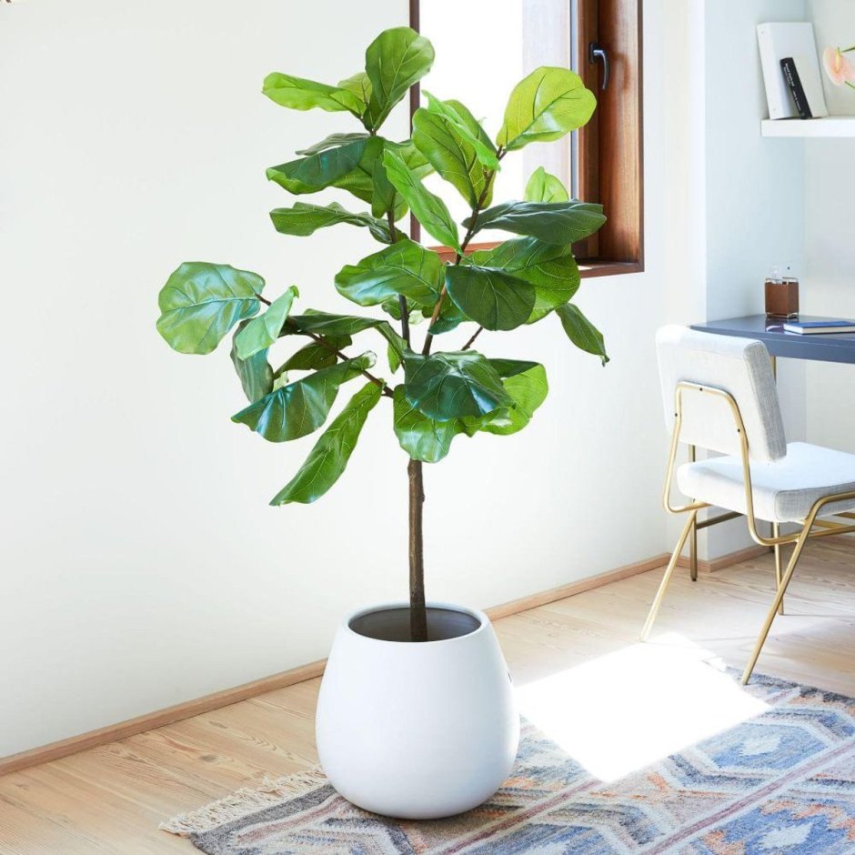 Fiddle Leaf Fig растение