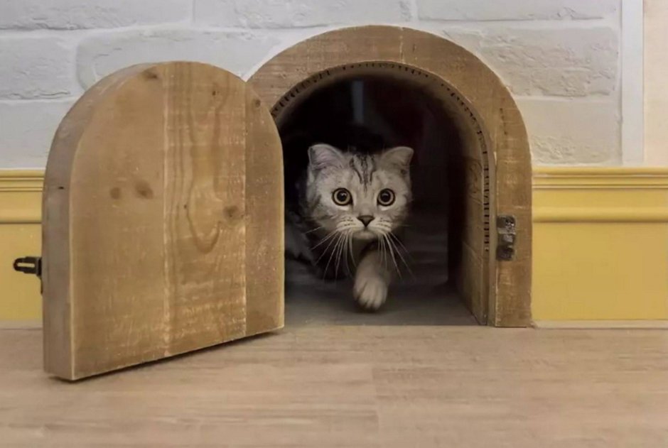 Отверстие в двери для кошки