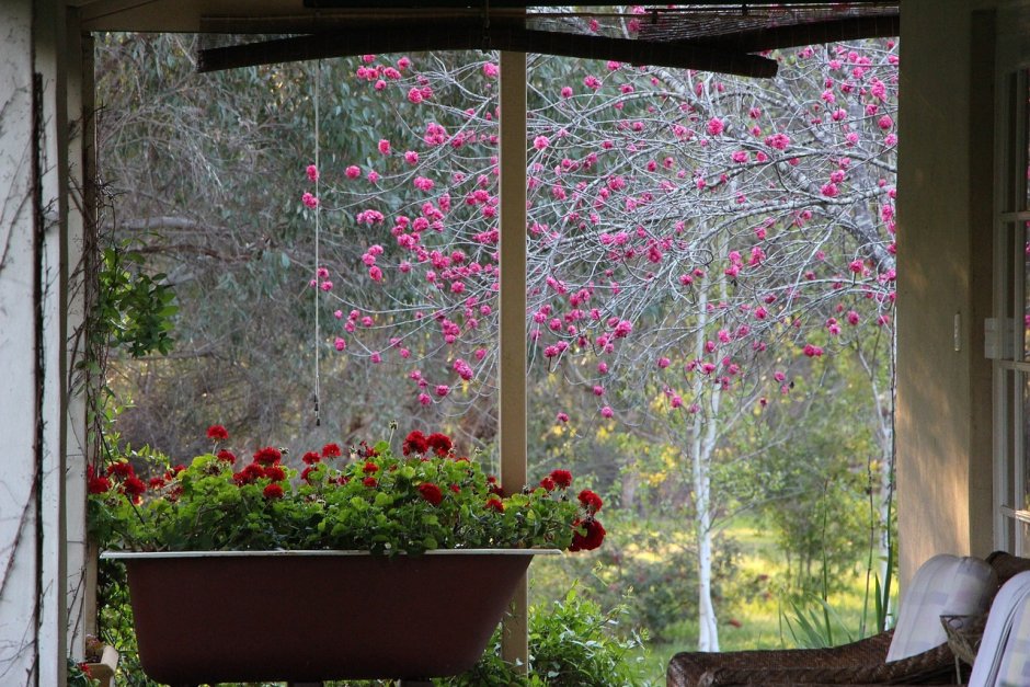Весенний сад из окна