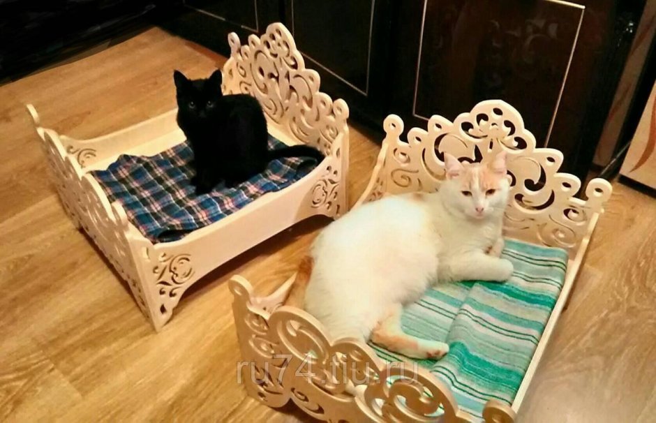 Кот в кровати