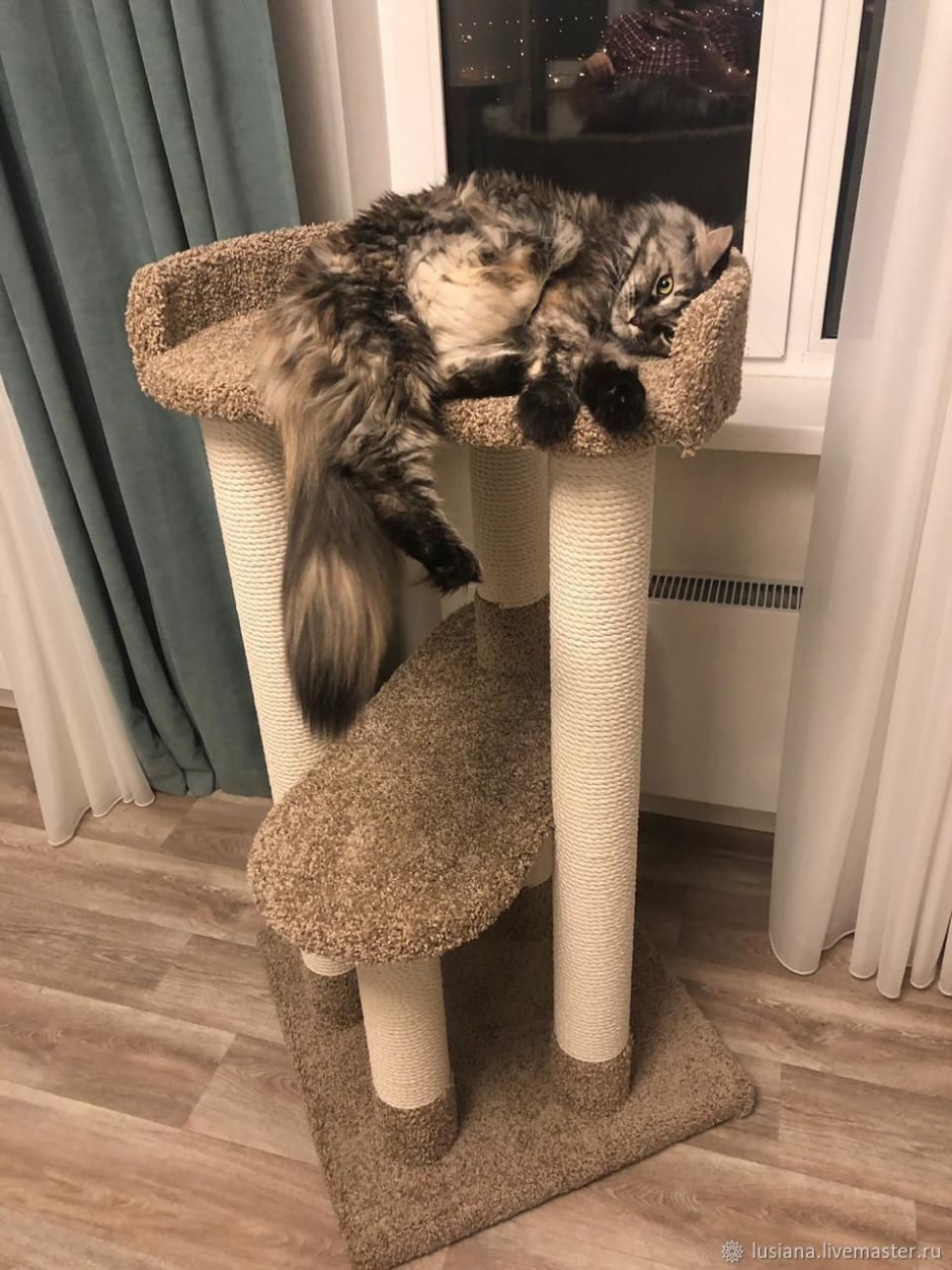 Кошачья когтеточка