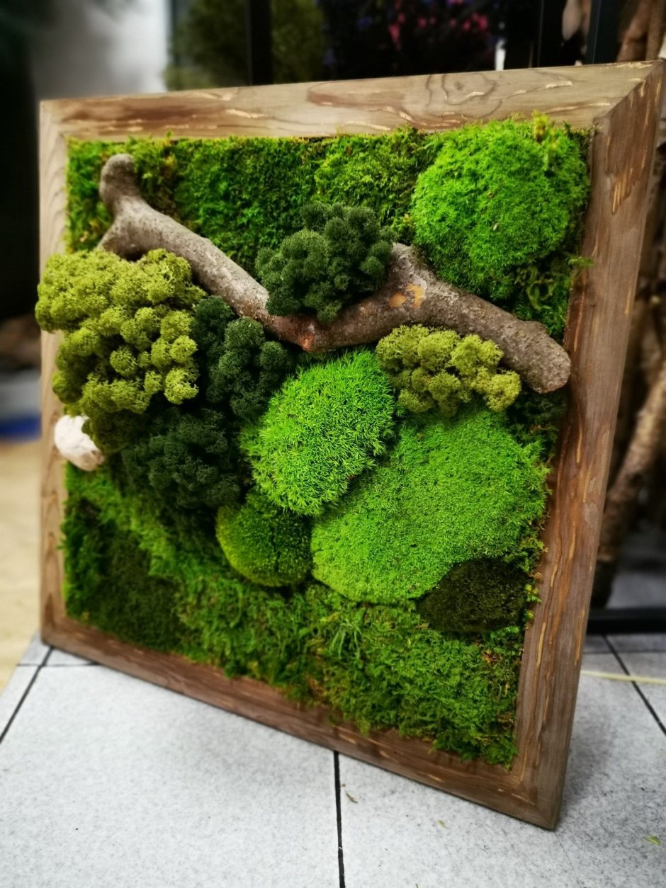 Панно из мха и суккулентов
