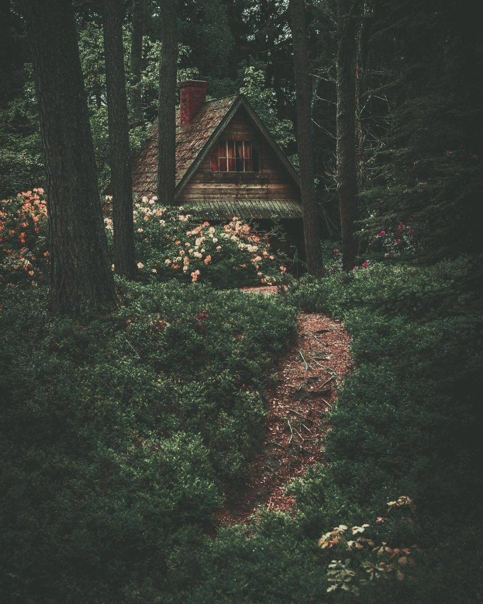 Эстетический домик в лесу