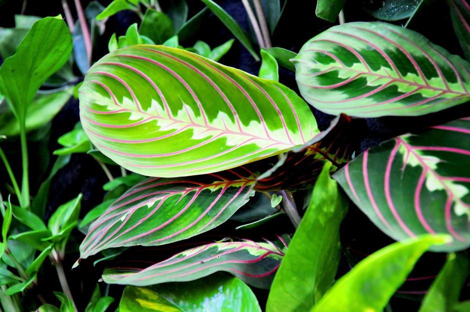 Тропические растения для дома (53 фото)