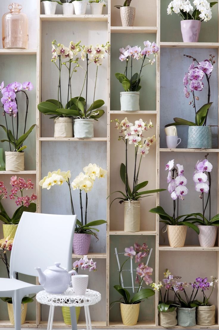 Орхидеи в горшках в интерьере