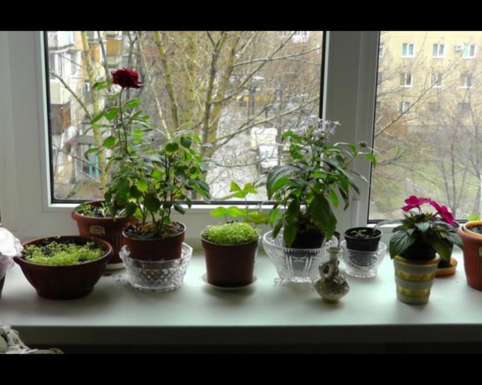 Комнатные Растения На Подоконнике Фото