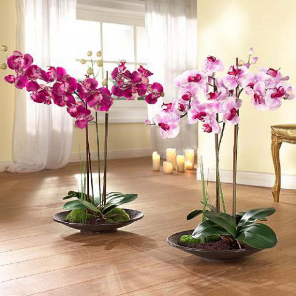 Орхидея Финаполис