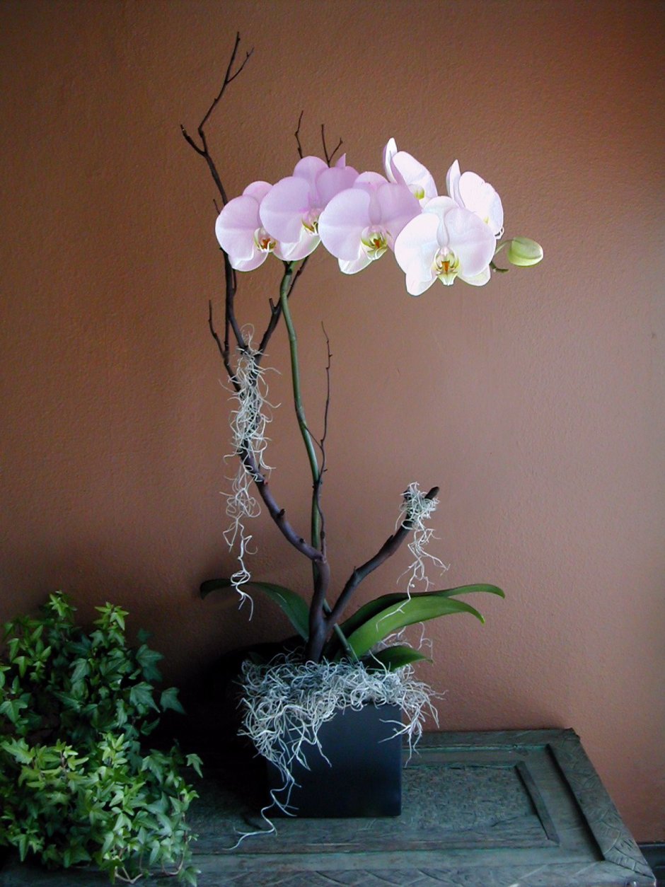 Орхидея lee1267