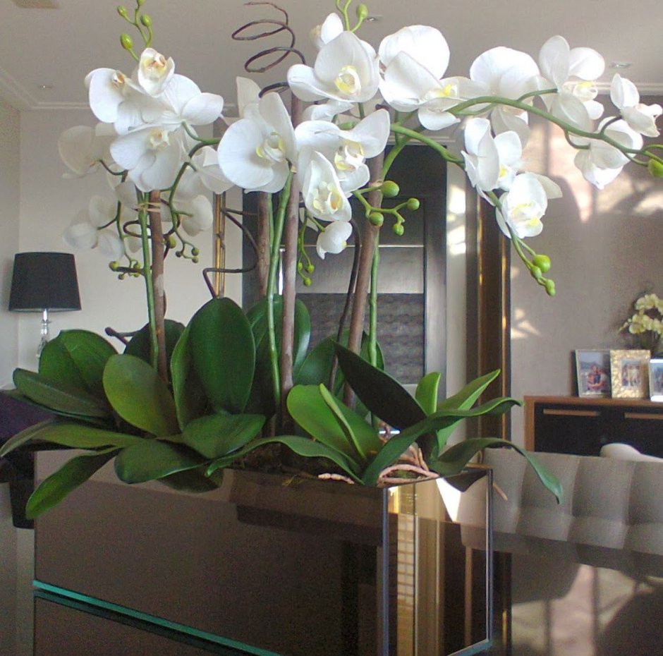 Орхидеи в интерьере в офисе