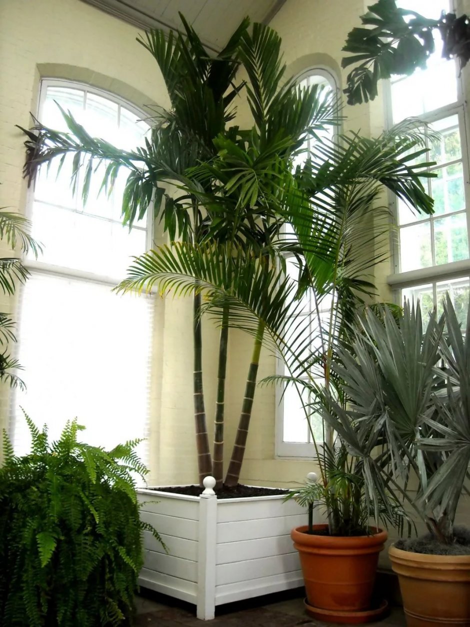 Пальмовые комнатные растения