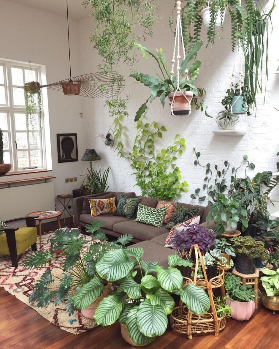 Гостиная с комнатными растениями (61 фото)