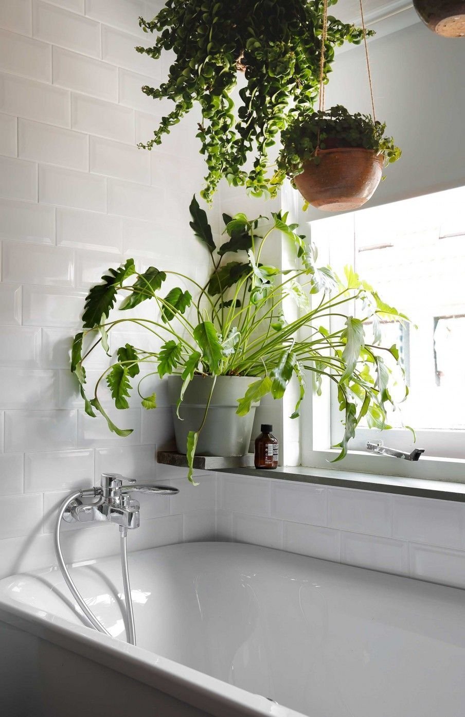 Растения в интерьере ванной комнаты