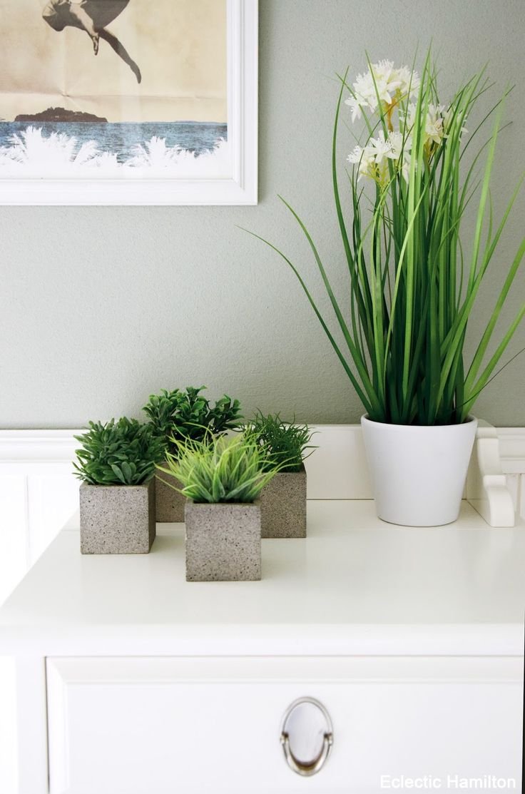 Декоративные растения для комнаты