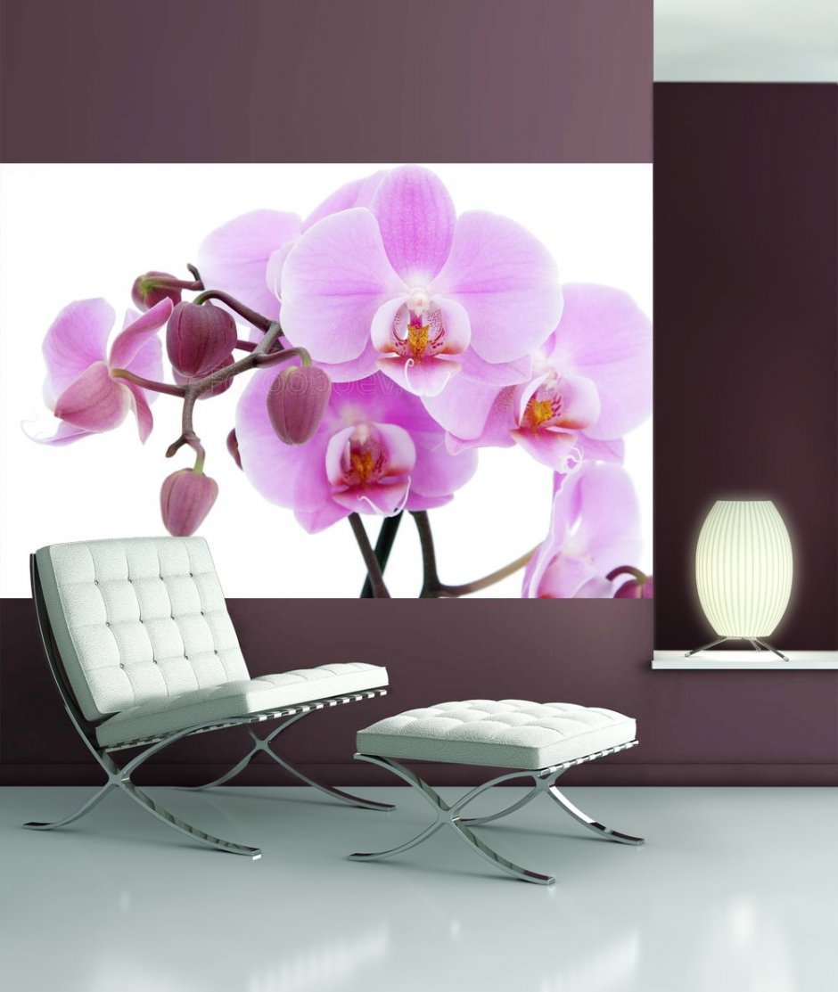 Фотообои сиреневые орхидеи