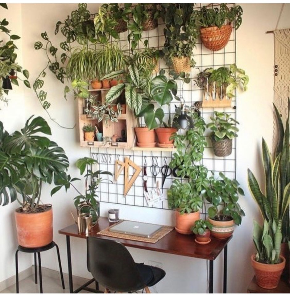 Уголок комнатных растений в квартире