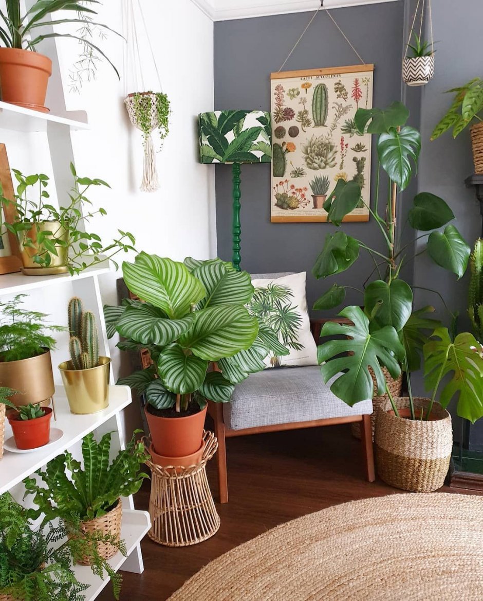Интерьерные комнатные растения