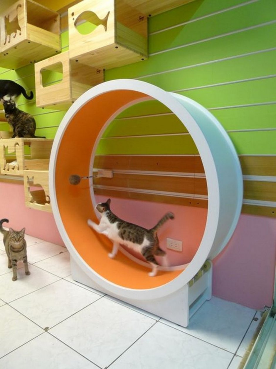 Игровая комната для кошек (62 фото)