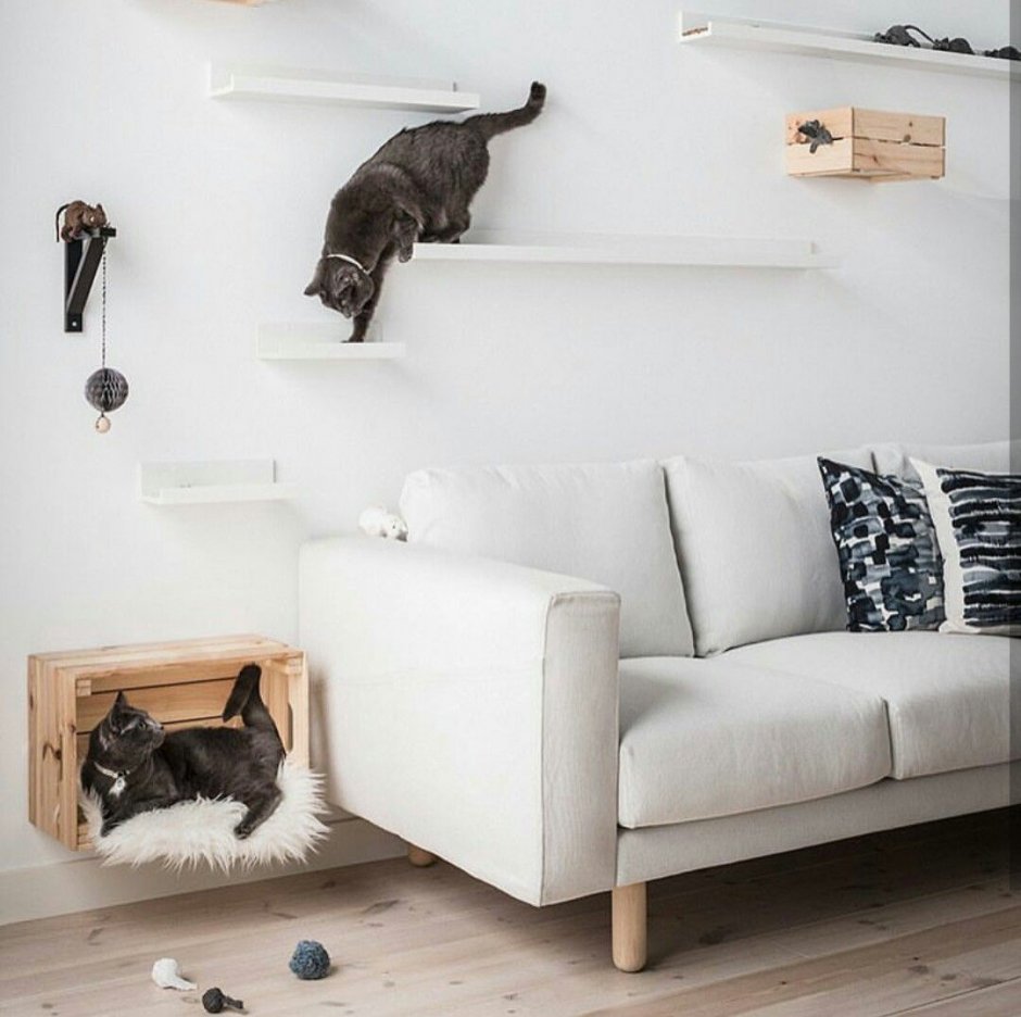 Кошка на стене настоящая
