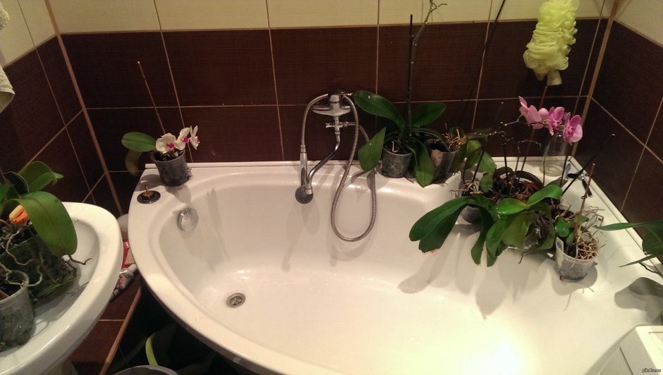 Орхидея в ванной комнате без окна