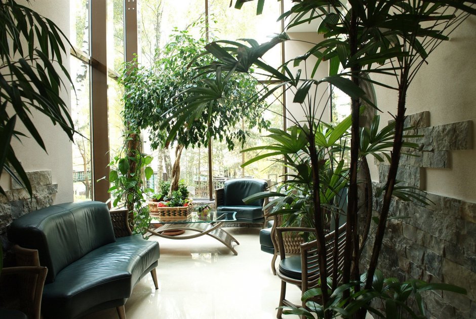 Тропические растения в квартире
