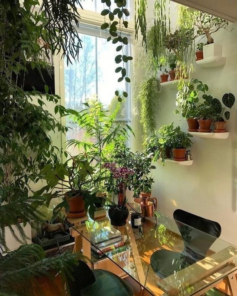 Растения в интерьере