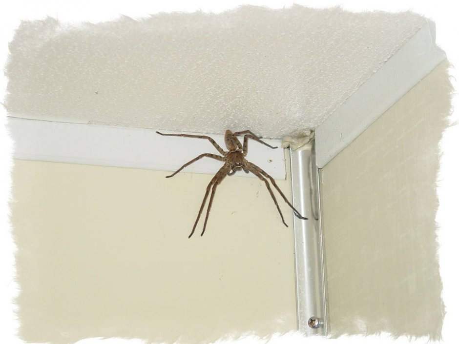 Огромные пауки в доме