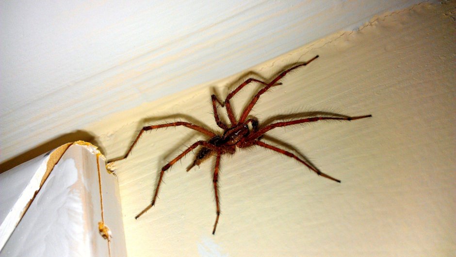 Большой паук на полу