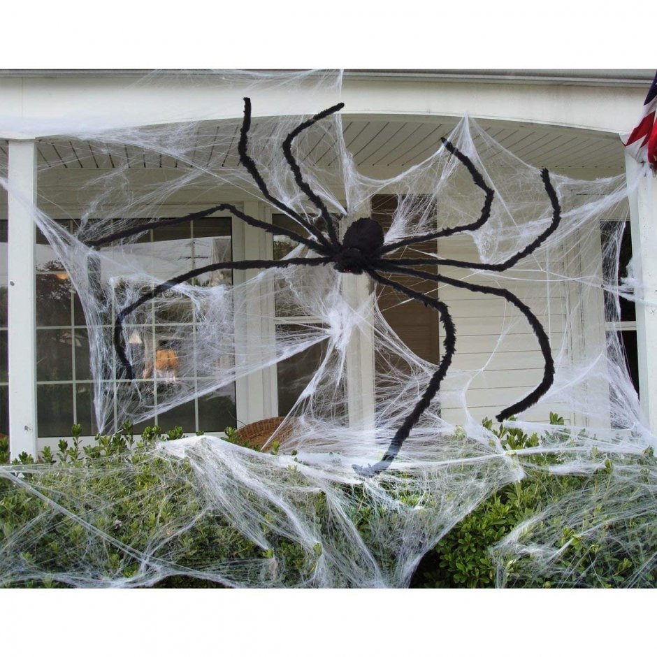 Домашние декоративные пауки