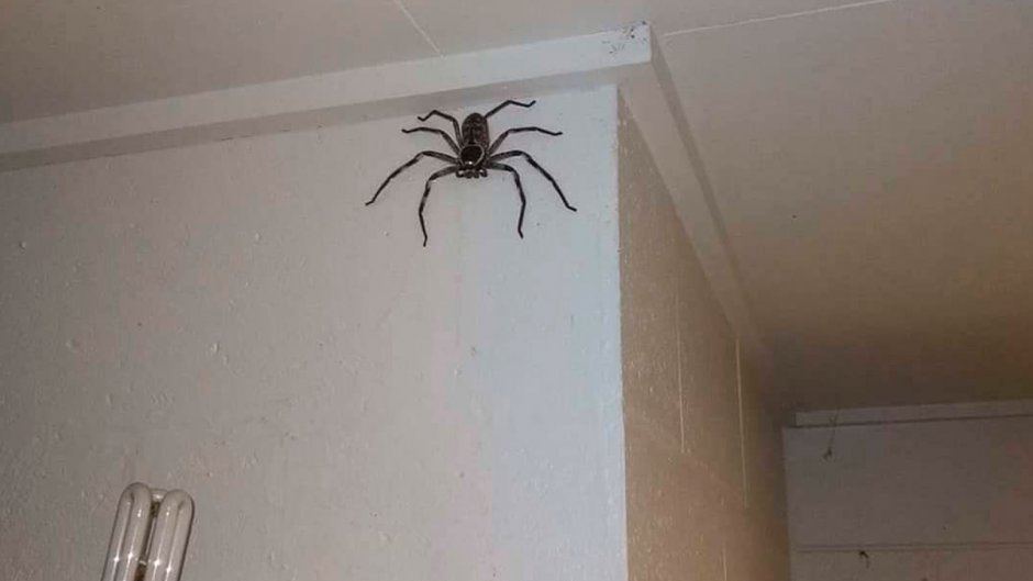 Огромный паук в доме Австралия