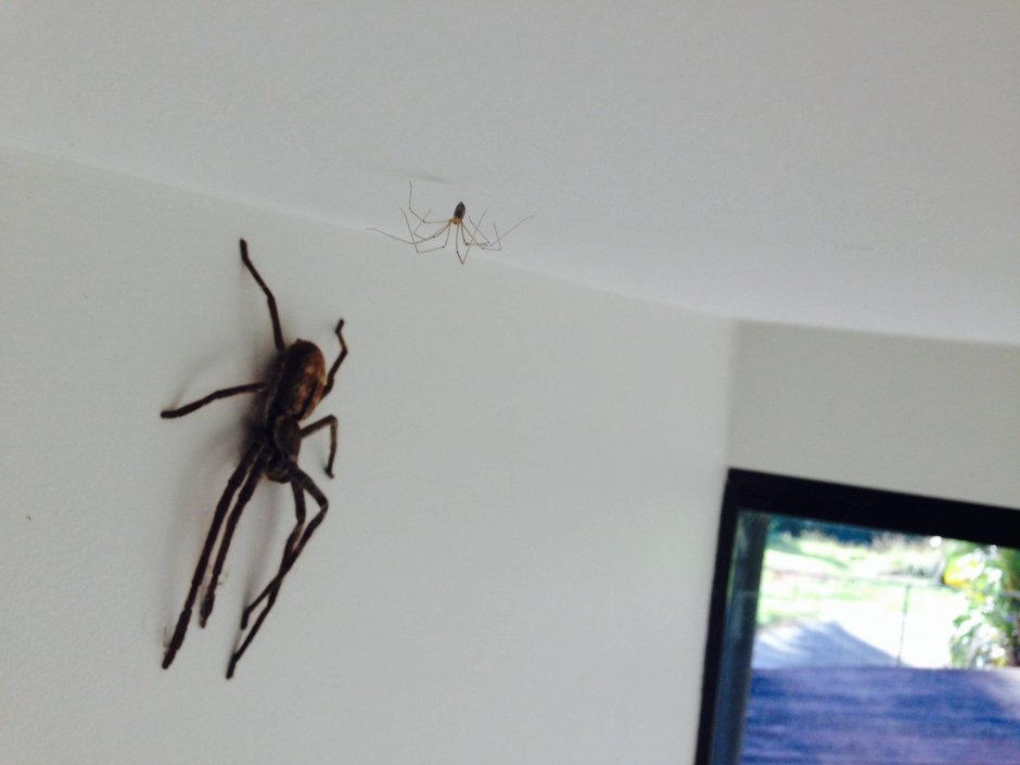 Огромные пауки в доме