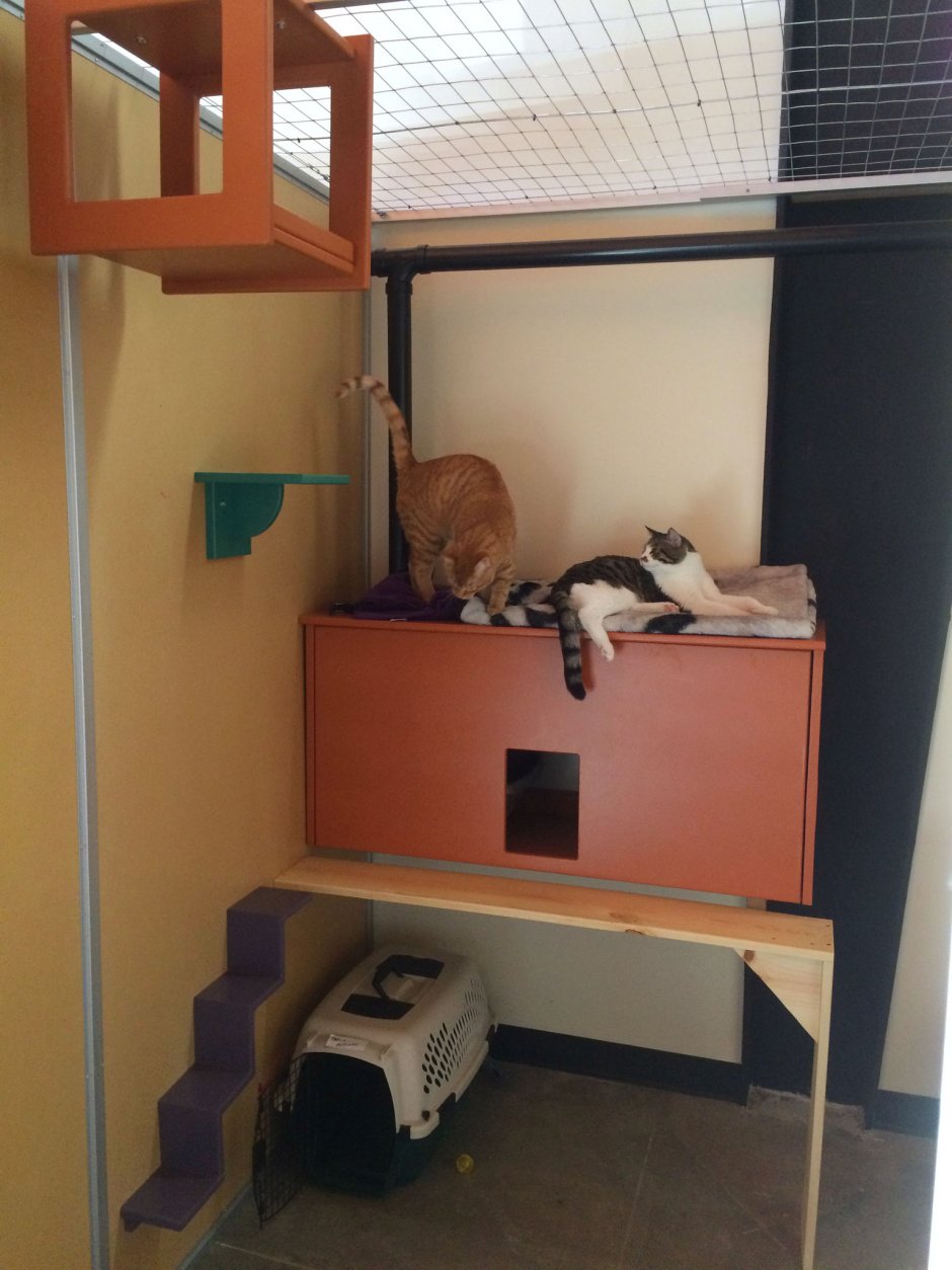Комната оборудованная для кошек (34 фото)