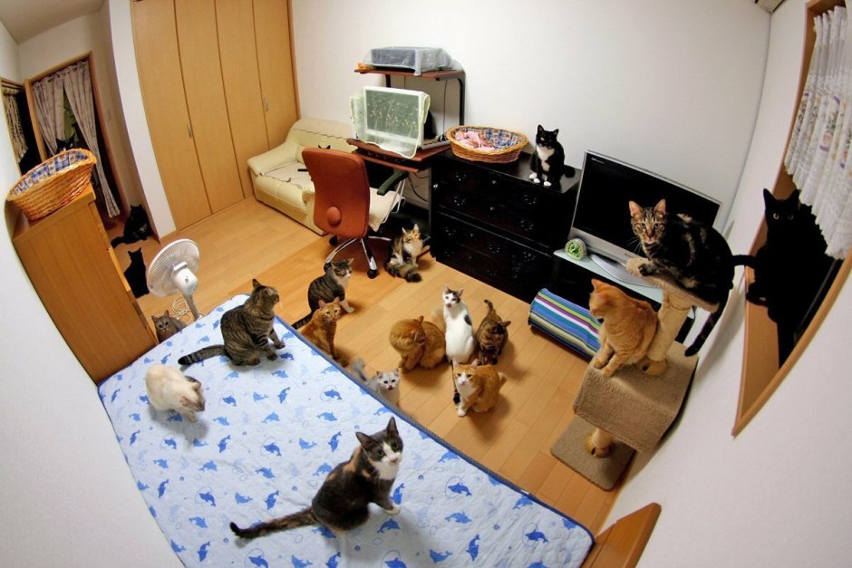 Комната с котиками
