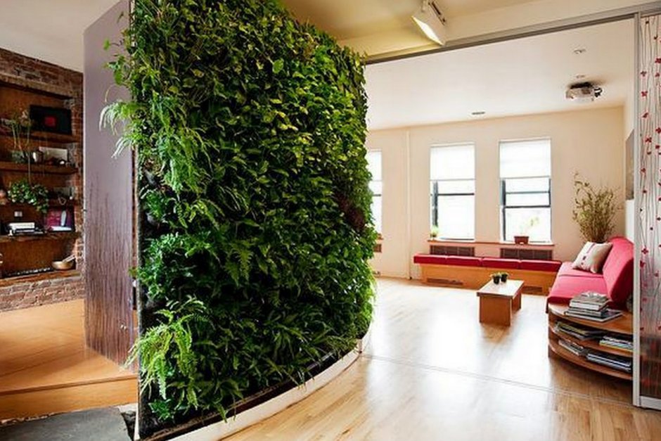 Вьющиеся комнатные растения в интерьере квартиры