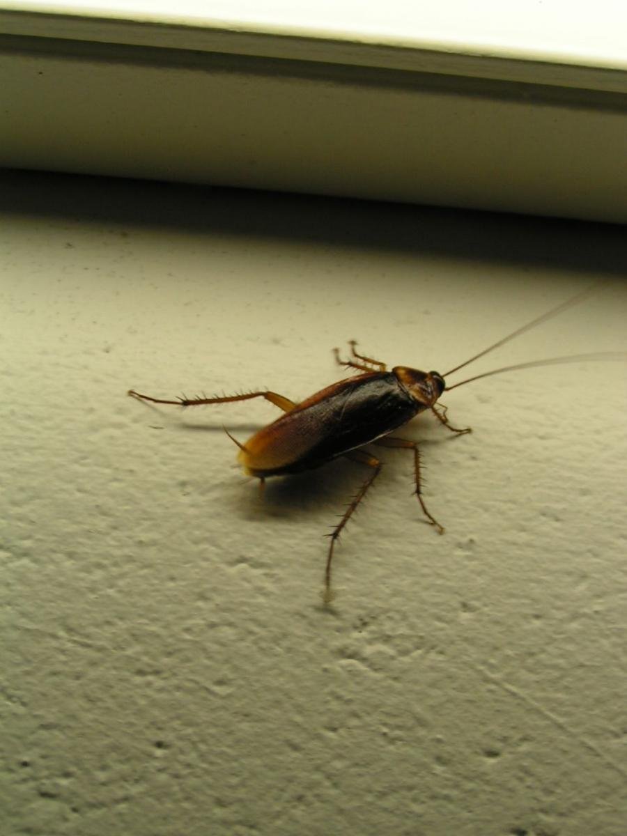 Фото тараканов домашних в квартире маленьких