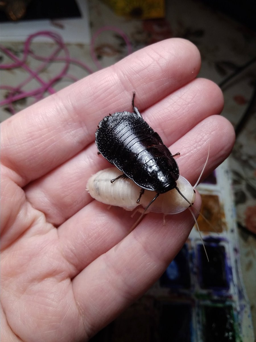 Чёрные тараканы в квартире (62 фото)