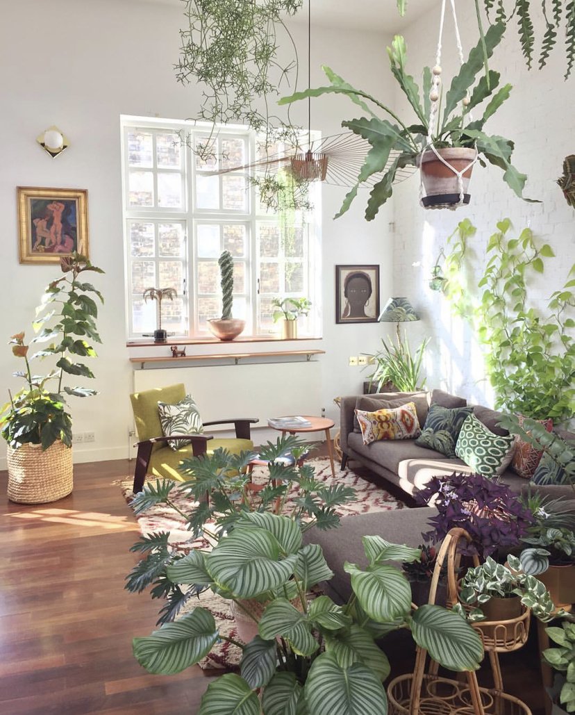 Гостиная с комнатными растениями