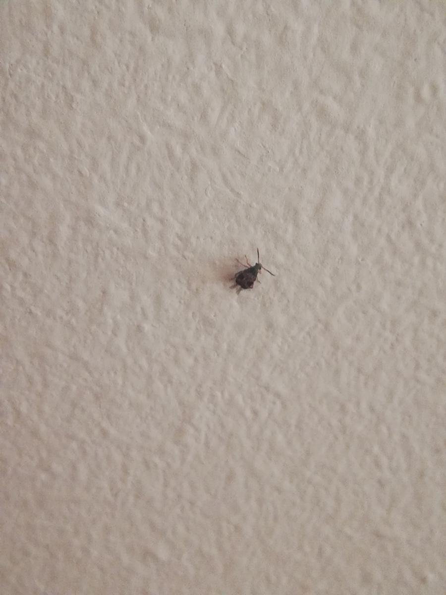 Маленькие черные насекомые в квартире