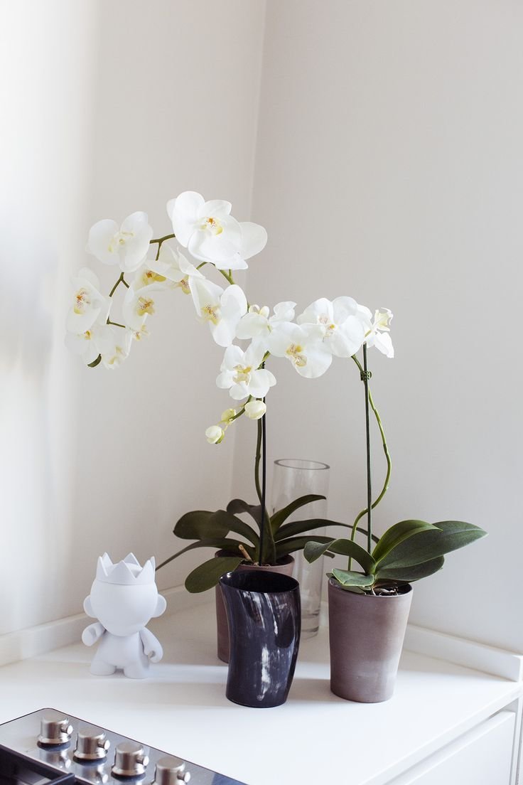 Орхидея Андреа