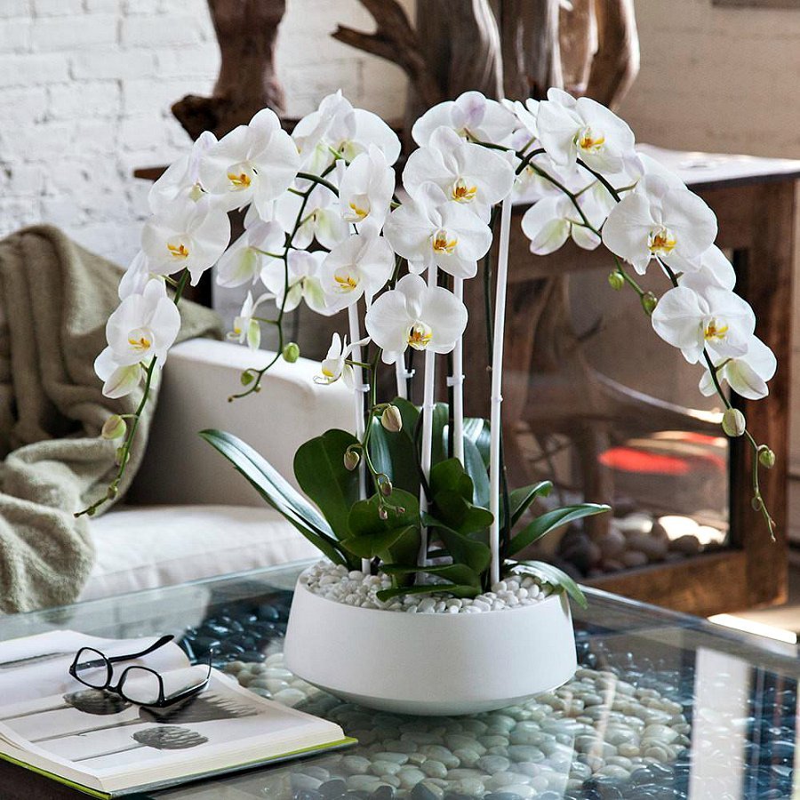 Искусственные орхидеи в интерьере квартиры (35 фото)