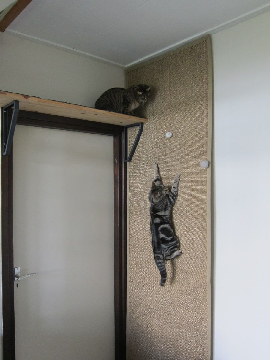 Полки для кошек над дверью