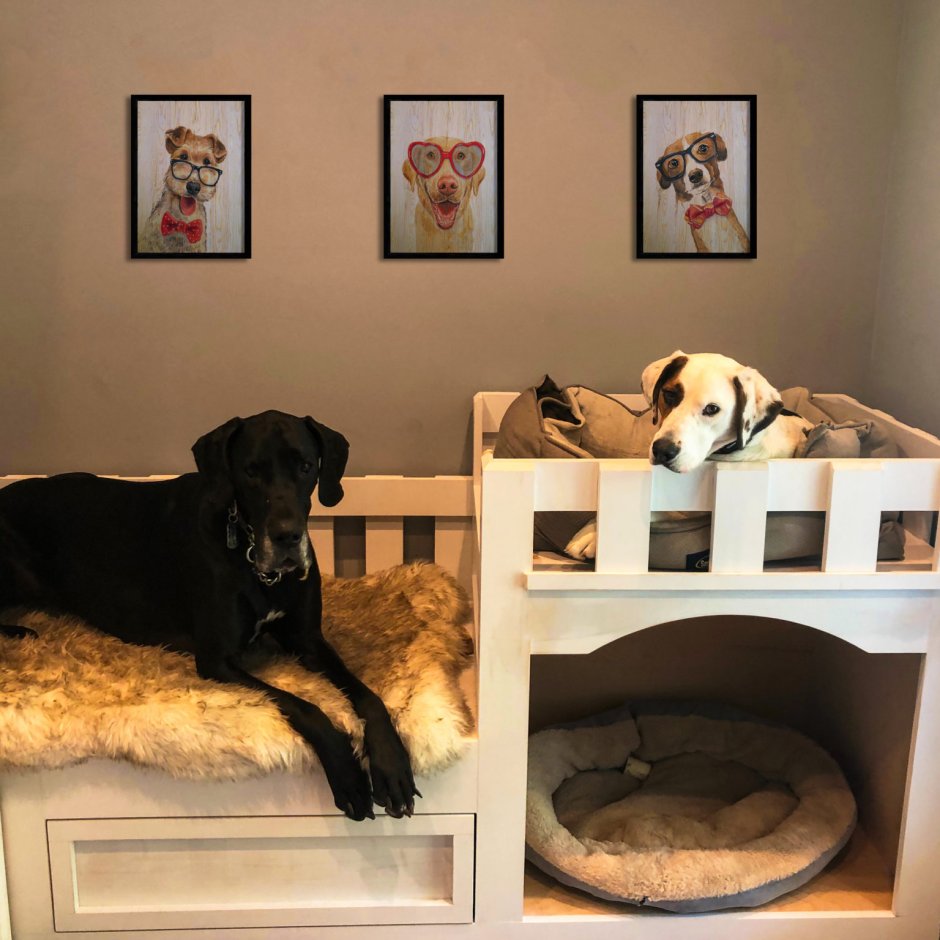 Классная комната для собаки