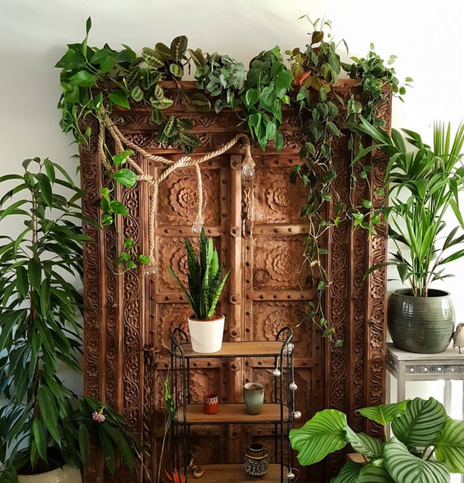 Домашние джунгли из комнатных растений