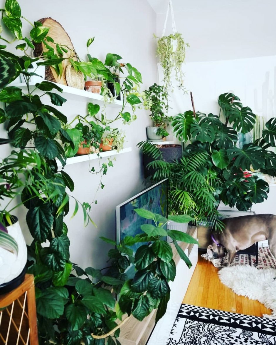 Комната джунгли из растений
