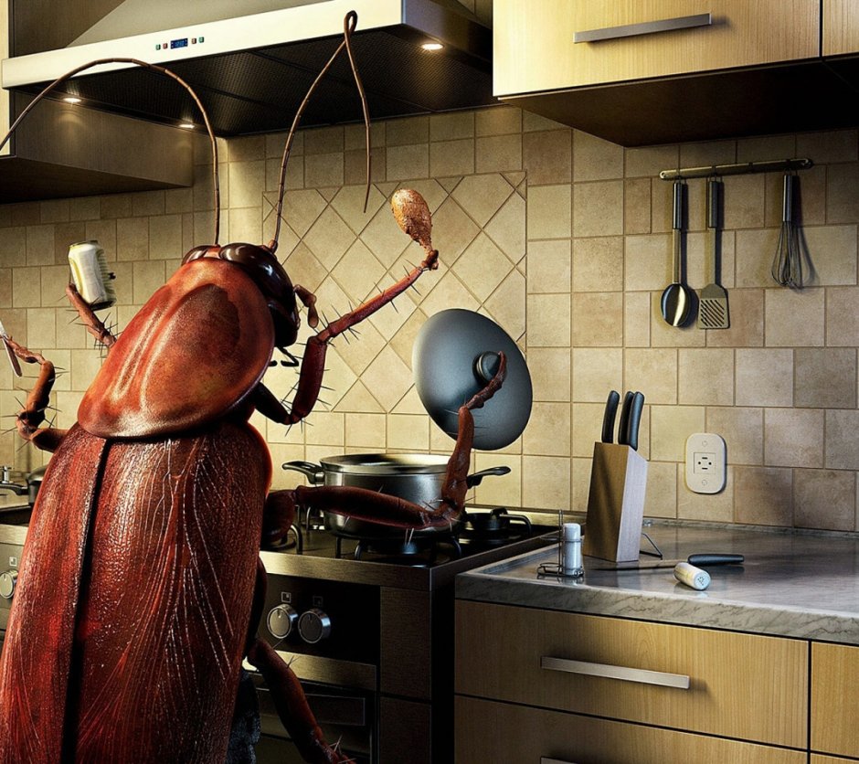 Большие тараканы в квартире (59 фото)