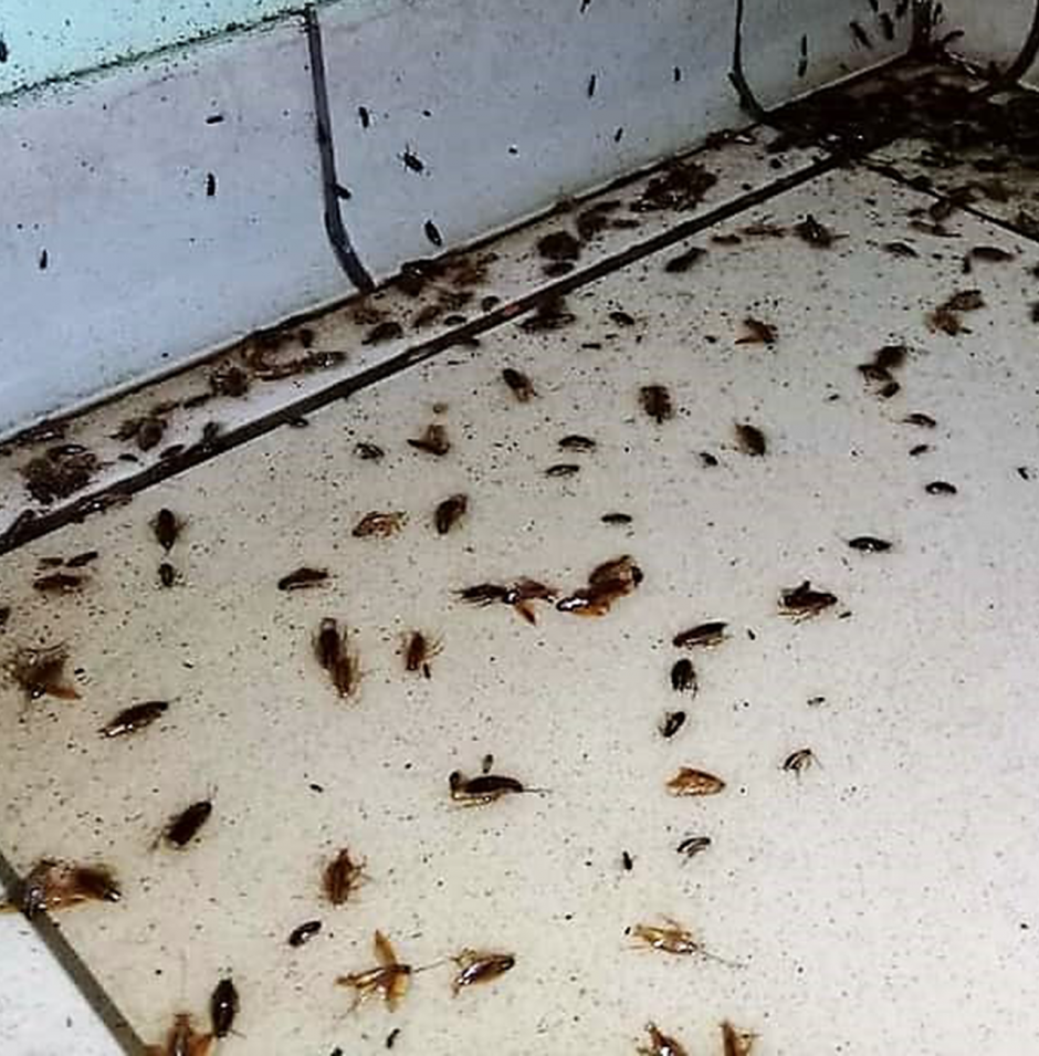 Ловушки от насекомых в квартире