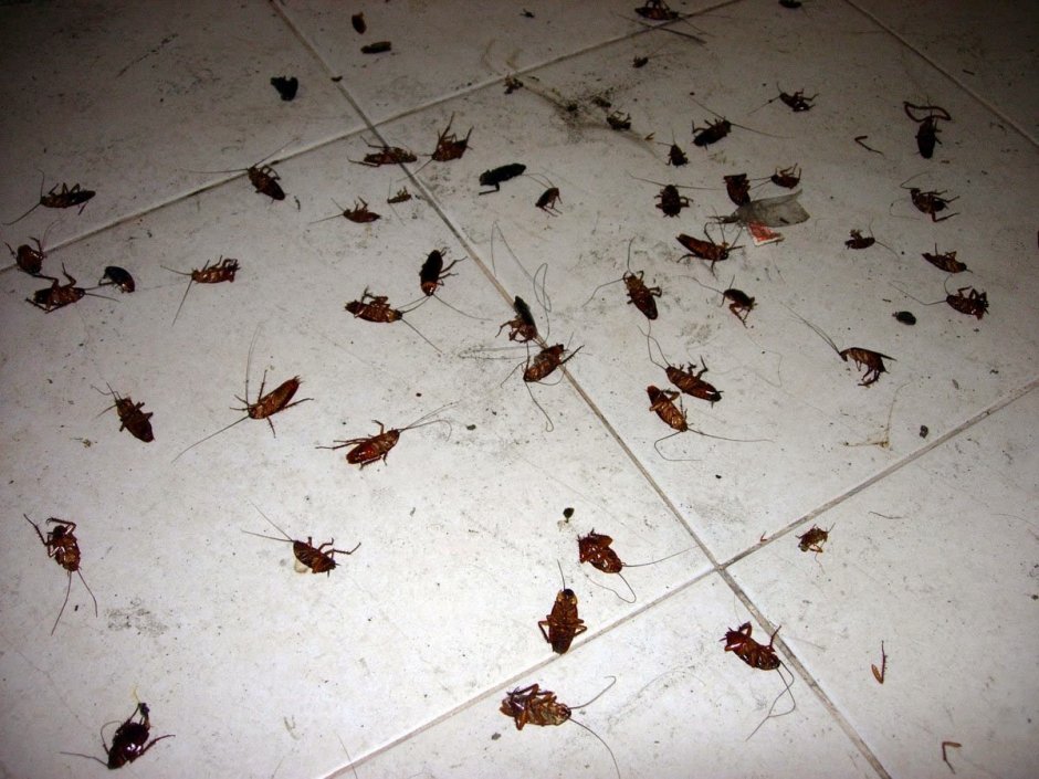 Мадагаскарский таракан фото