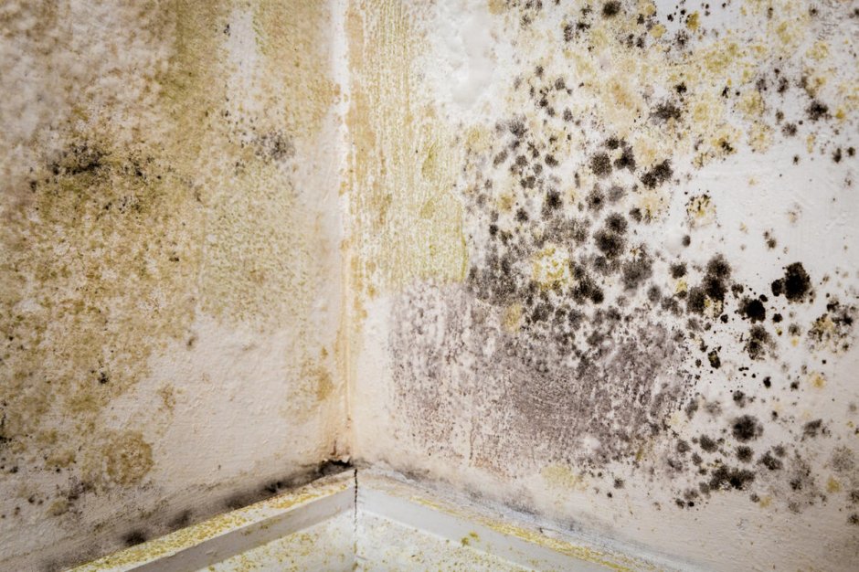 Плесень и грибок на стенах в квартире