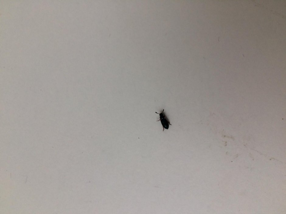 Маленький черный жучок в ванной