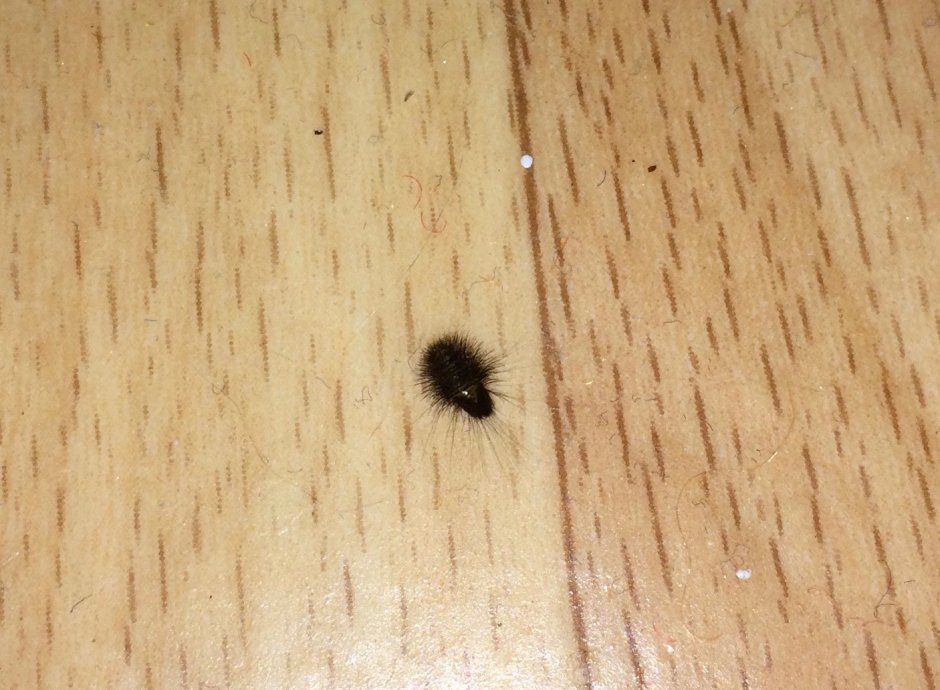 Маленькие черные насекомые в квартире (63 фото)