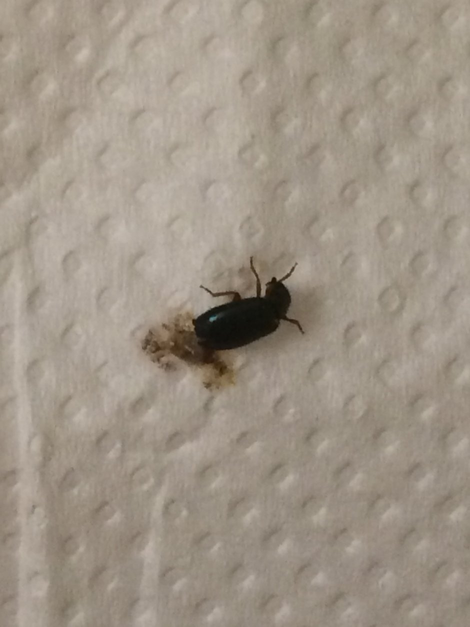 маленькие насекомые в кровати